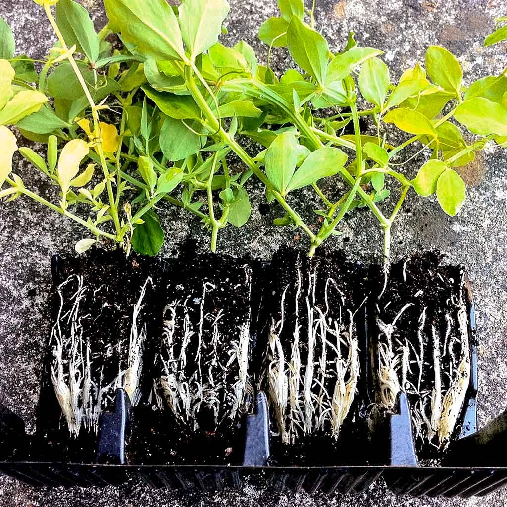 Agriframes STYLES & COLLECTIONS Rapid Rootrainers 7 Agriframes STYLES & COLLECTIONS Rapid Rootrainers