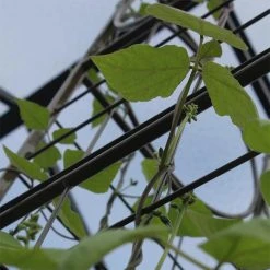 Agriframes STYLES & COLLECTIONS Big Ben Plant Frame 12 Agriframes STYLES & COLLECTIONS Big Ben Plant Frame