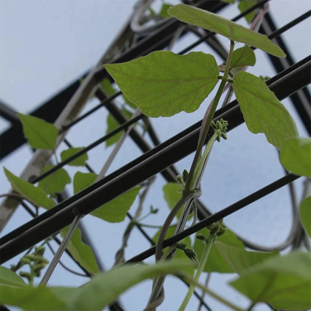 Agriframes STYLES & COLLECTIONS Big Ben Plant Frame 7 Agriframes STYLES & COLLECTIONS Big Ben Plant Frame