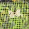 Agriframes Butterfly Netting STYLES & COLLECTIONS 2 Agriframes Butterfly Netting STYLES & COLLECTIONS