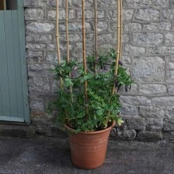 Agriframes Cane Rings 8 Agriframes Cane Rings