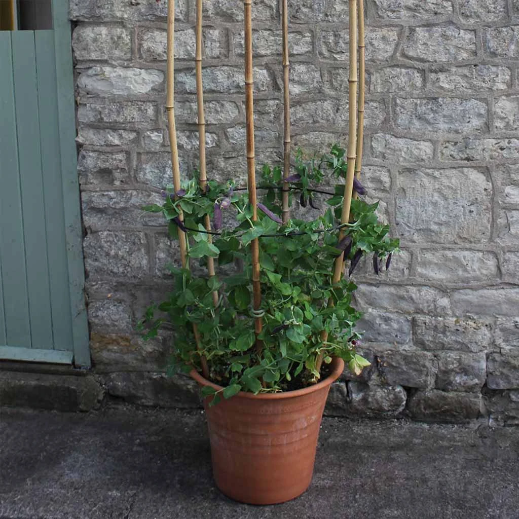 Agriframes Cane Rings 5 Agriframes Cane Rings