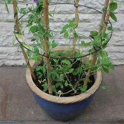 Agriframes Cane Rings