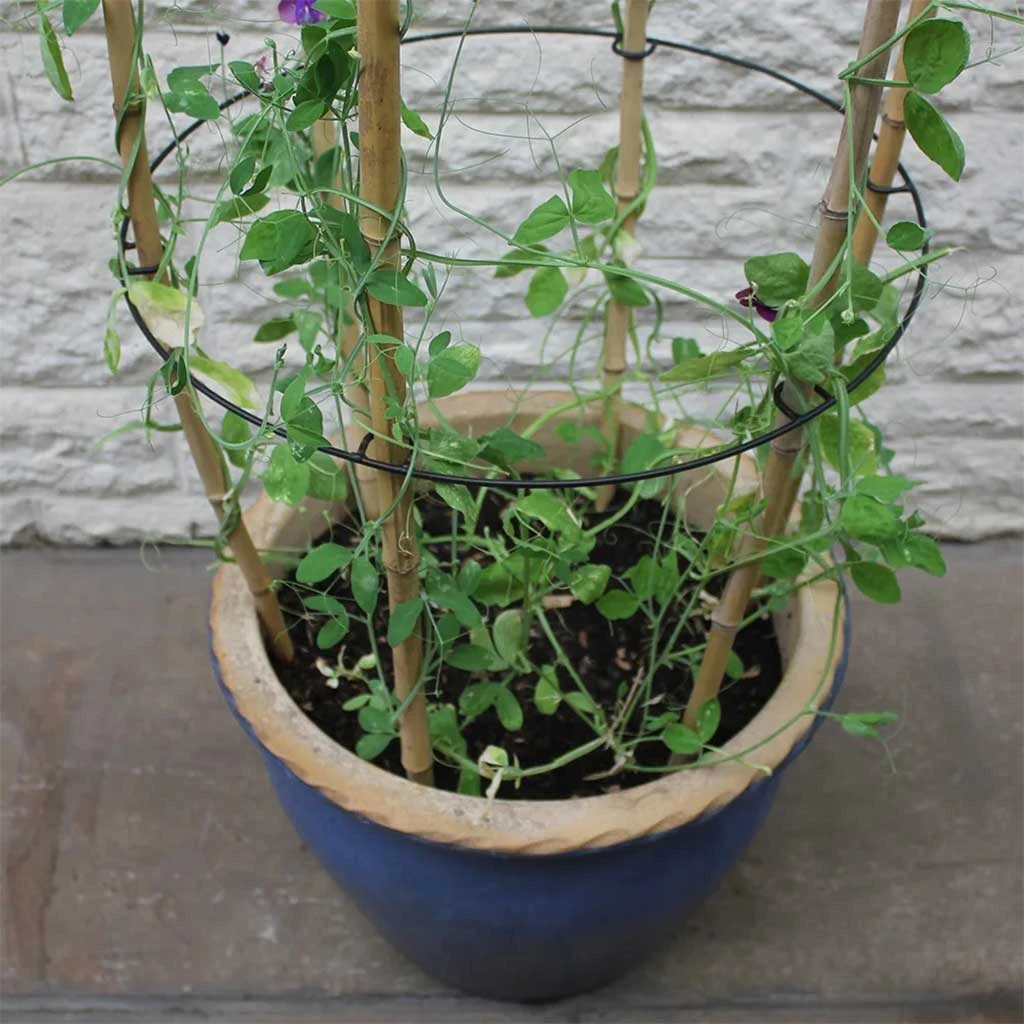 Agriframes Cane Rings 4 Agriframes Cane Rings