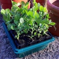 Haxnicks Compact Rapid Rootrainers