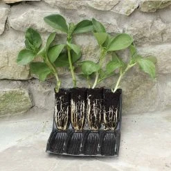 Haxnicks STYLES & COLLECTIONS Deep Rootrainers