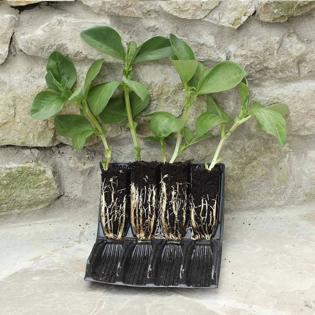 Haxnicks STYLES & COLLECTIONS Deep Rootrainers 4 Haxnicks STYLES & COLLECTIONS Deep Rootrainers