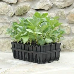 Deals Agriframes Store 36 Haxnicks STYLES & COLLECTIONS Deep Rootrainers