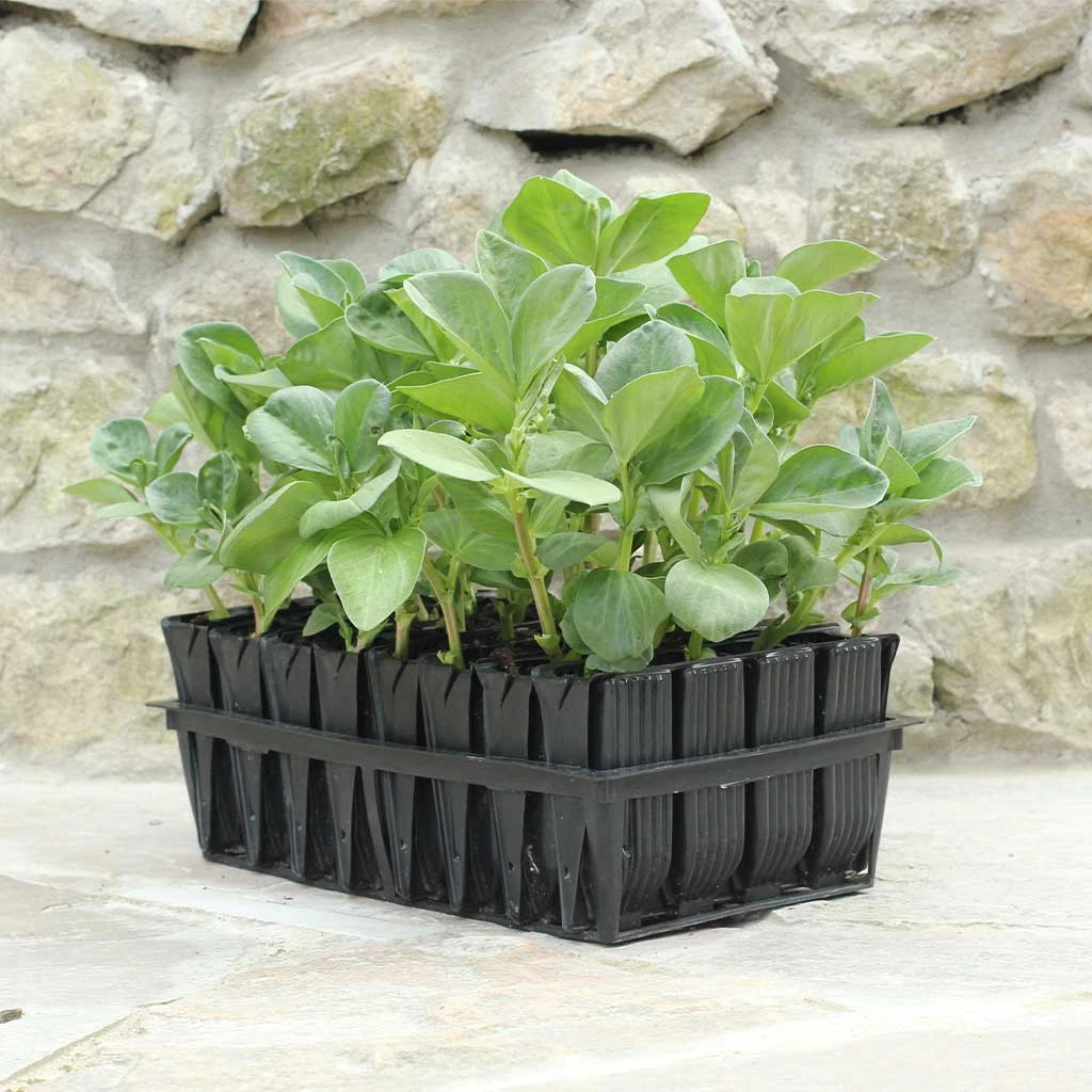 Haxnicks STYLES & COLLECTIONS Deep Rootrainers 3 Haxnicks STYLES & COLLECTIONS Deep Rootrainers