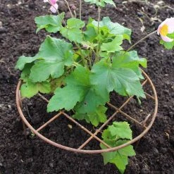 Agriframes Elegance Round Grow Through