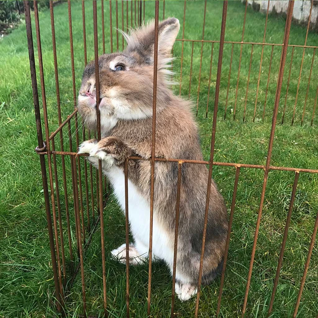 Agriframes Elegance Pea & Pest Fence STYLES & COLLECTIONS 8 Agriframes Elegance Pea & Pest Fence STYLES & COLLECTIONS