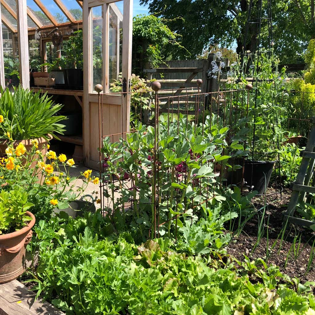 Agriframes Elegance Pea & Pest Fence STYLES & COLLECTIONS 11 Agriframes Elegance Pea & Pest Fence STYLES & COLLECTIONS