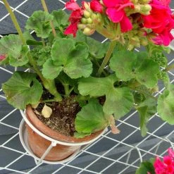 Agriframes STYLES & COLLECTIONS Elegance Pot Holder