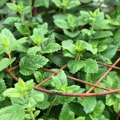 Agriframes Elegance Round Grow Through