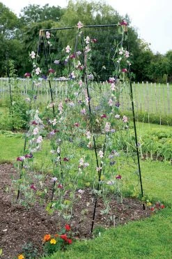 Agriframes STYLES & COLLECTIONS Steel Pea & Bean Frame