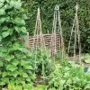 Agriframes Heavy Duty Bamboo Canes 2 Agriframes Heavy Duty Bamboo Canes