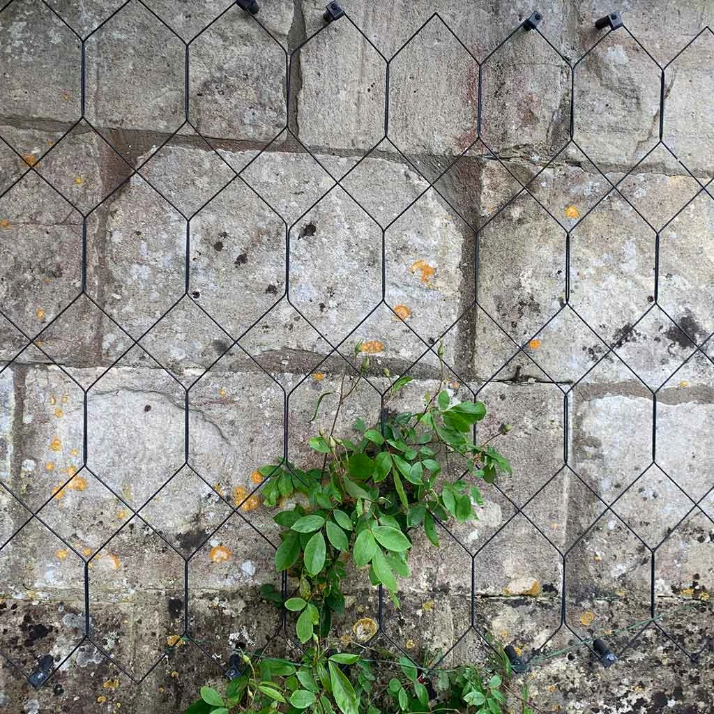 Agriframes Lattice Wall Trellis STYLES & COLLECTIONS 5 Agriframes Lattice Wall Trellis STYLES & COLLECTIONS