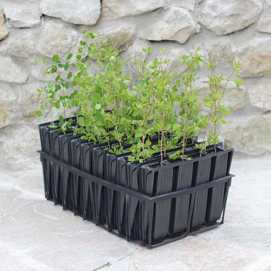 Agriframes Maxi Rootrainers 3 Agriframes Maxi Rootrainers