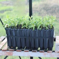 Agriframes Maxi Rootrainers