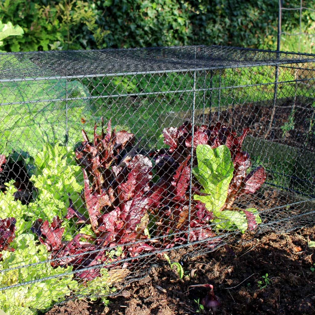 Agriframes Mini Crop Cage STYLES & COLLECTIONS 7 Agriframes Mini Crop Cage STYLES & COLLECTIONS