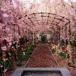 Agriframes Monet Pergola ARCHED PERGOLAS 17 Agriframes Monet Pergola ARCHED PERGOLAS