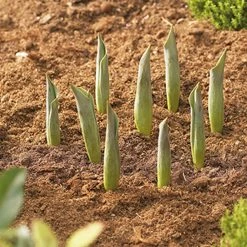 Agriframes Bulb Baskets STYLES & COLLECTIONS 9 Agriframes Bulb Baskets STYLES & COLLECTIONS