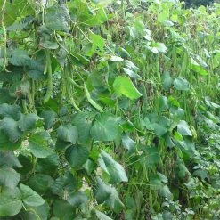 Agriframes STYLES & COLLECTIONS Pea And Bean Netting