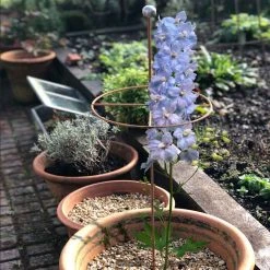 Agriframes Quadrant Grow Through Plant Support STYLES & COLLECTIONS 5 Agriframes Quadrant Grow Through Plant Support STYLES & COLLECTIONS