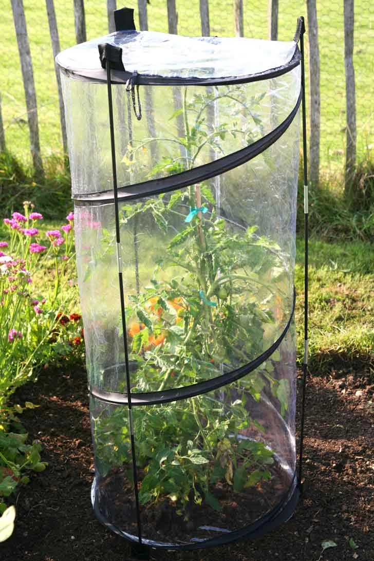 Agriframes STYLES & COLLECTIONS Pop-Up Tomato Cloche 4 Agriframes STYLES & COLLECTIONS Pop-Up Tomato Cloche