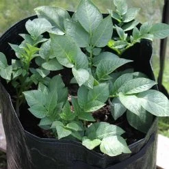 Agriframes Potato Patio Planter (Pack Of 3)