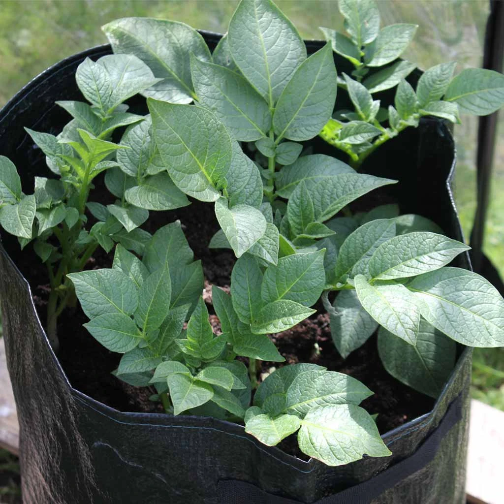 Agriframes Potato Patio Planter (Pack Of 3) 4 Agriframes Potato Patio Planter (Pack Of 3)