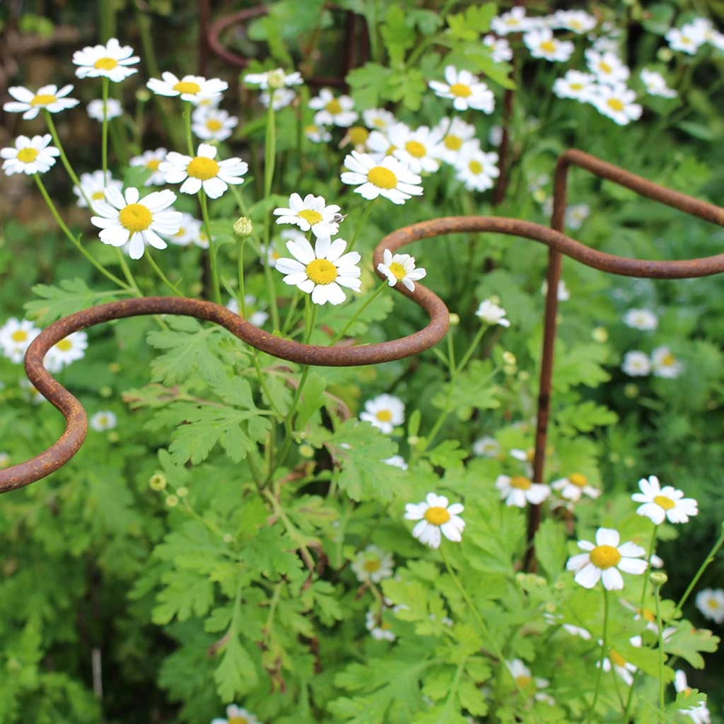 Agriframes STYLES & COLLECTIONS Elegance Ripple Plant Supports 3 Agriframes STYLES & COLLECTIONS Elegance Ripple Plant Supports