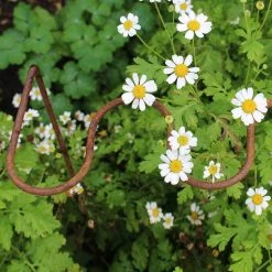 Agriframes STYLES & COLLECTIONS Elegance Ripple Plant Supports