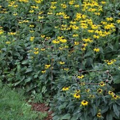 Agriframes STYLES & COLLECTIONS Circular Plant Support - Set Of 3 - S/M/L 9 Agriframes STYLES & COLLECTIONS Circular Plant Support - Set Of 3 - S/M/L