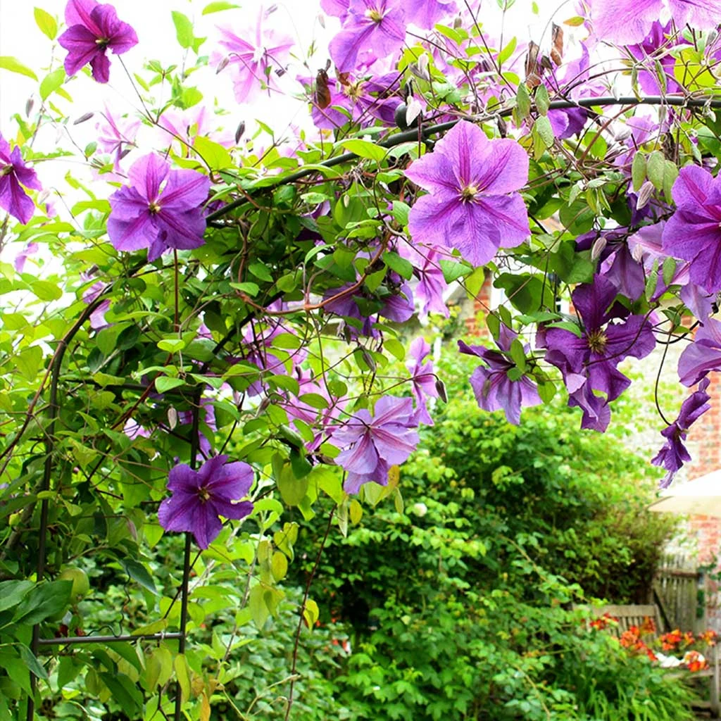 Agriframes Elegance Fine Arch 5 Agriframes Elegance Fine Arch