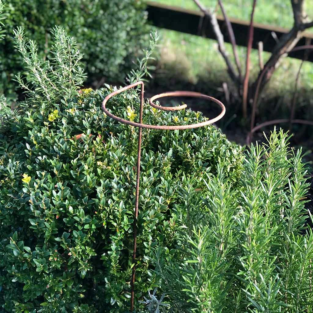 Agriframes STYLES & COLLECTIONS Spiral Plant Support, Rustic - Set Of 3 6 Agriframes STYLES & COLLECTIONS Spiral Plant Support, Rustic - Set Of 3