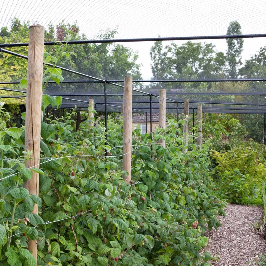 Agriframes Superior Fruit Cage - Traditional Matt Black 7 Agriframes Superior Fruit Cage - Traditional Matt Black