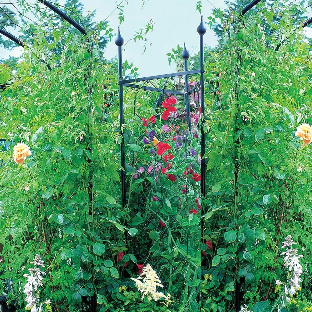 Agriframes Tricorn Obelisk 4 Agriframes Tricorn Obelisk